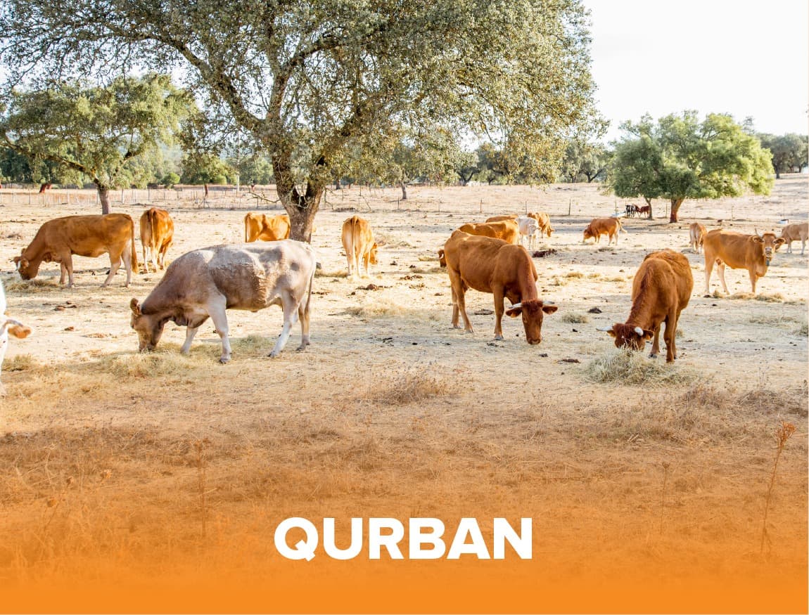 Qurban